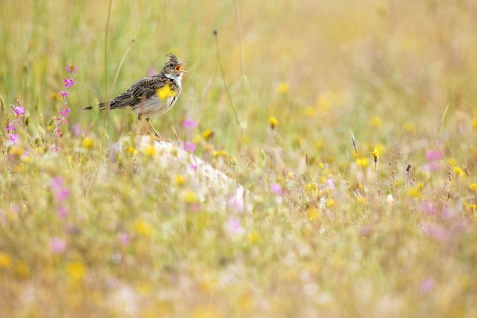 Wild Crested lark bird on rock between plants