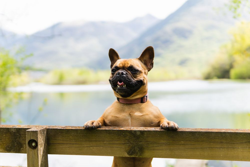 Funny dog standing on hind legs near fence against mountain range