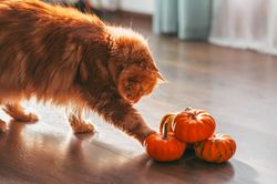 A red cat with an orange pumpkins.  Halloween party concept.