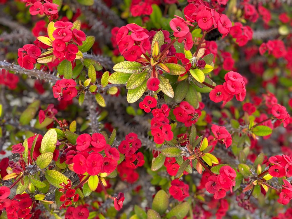 Bees on Crown of Thorns