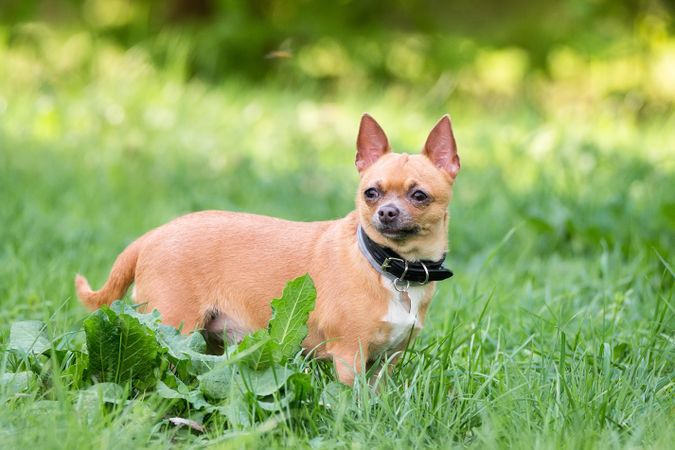 Small dog on green grass field