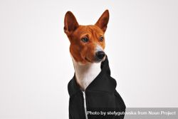 Portrait of dog in hoodie 5ndM8b