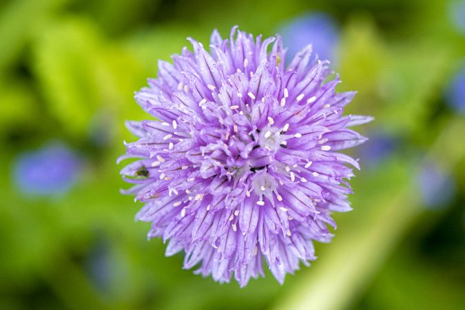 Copake, New York - May 19, 2022: Single purple flower among green grass