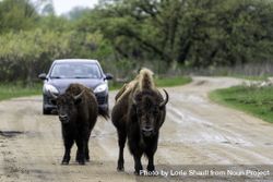Two bison in front of a car on a muddy road 5RnyN5