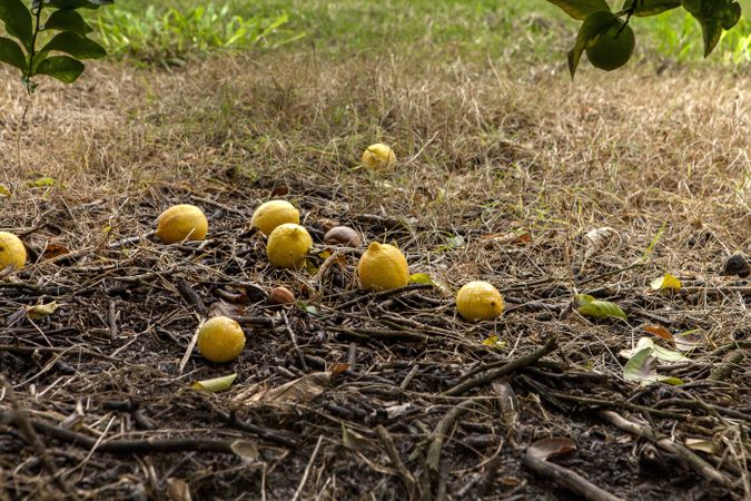 Bunch of lemons on ground under tree