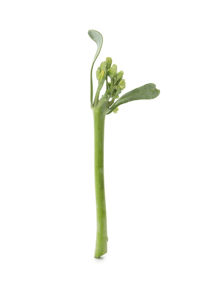 Fresh green broccolini isolated on plain background
