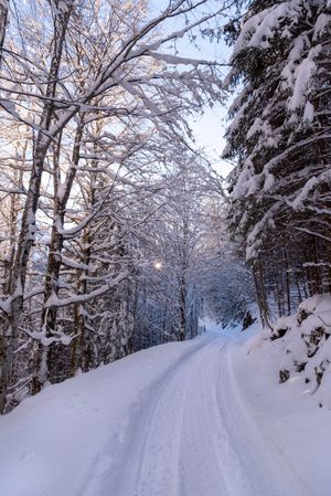 Forest road covered in snow on a sunny day in December in the Bavarian Alps.
