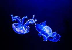 Two blue jellyfish underwater