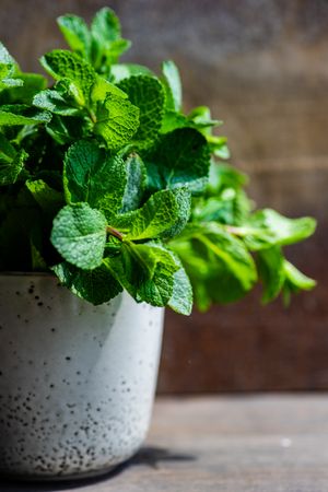 Organic mint leaves in mug with copy space