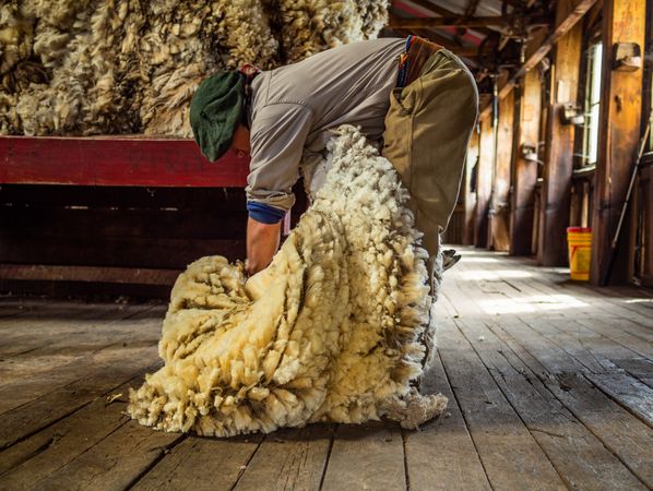 El Calafate, Argentina - February, 01 2014: Man with animal coat in barn