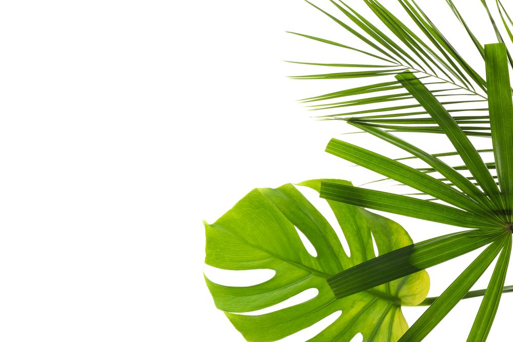 Different leaves of palm isolated on plain background