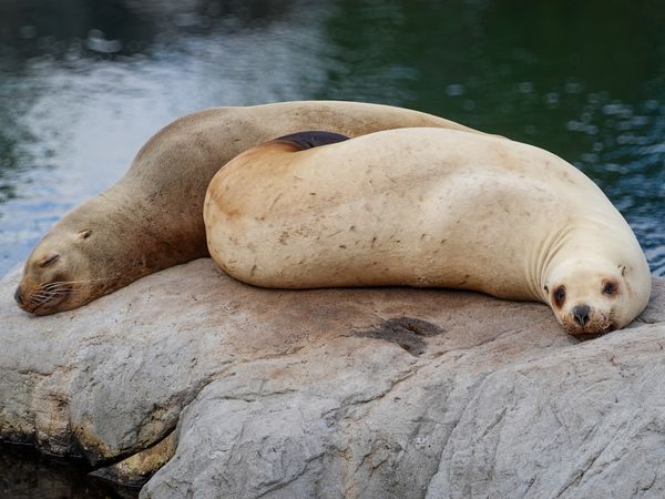 Steller Sea Lions (Eumetopias jubatus) at rest
