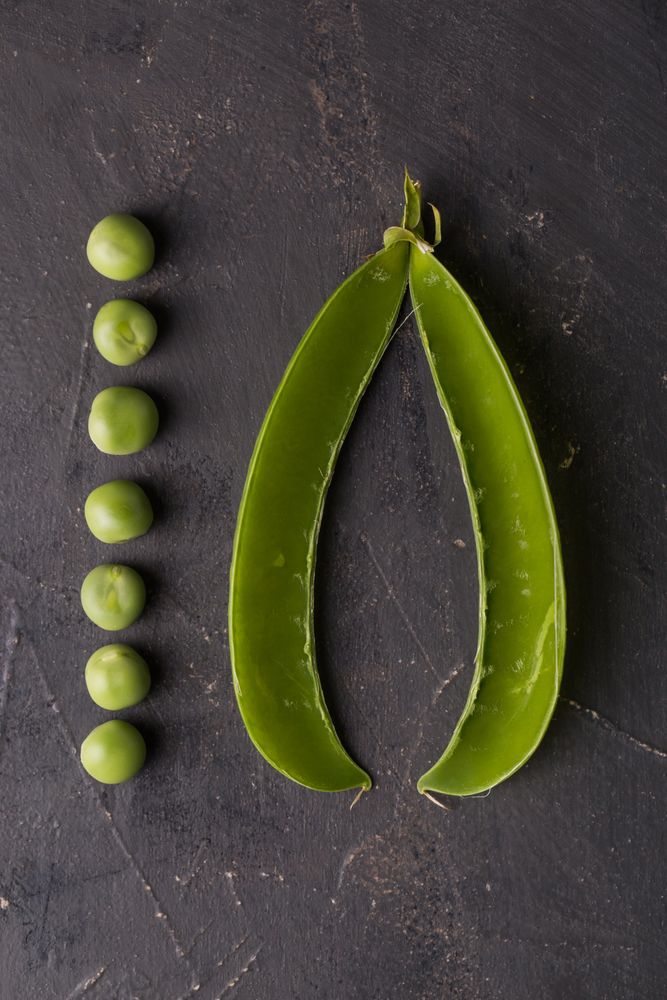 Fresh peas and pea pods on dark background