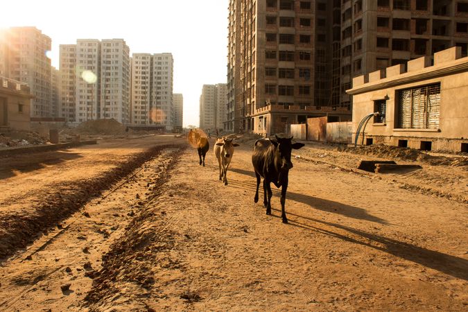 Cows walking in city