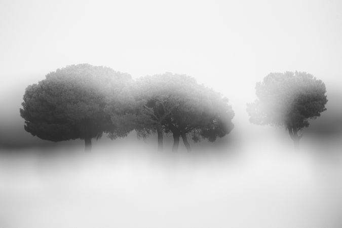 Defocused trees in sunset valley