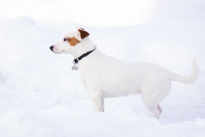 Dog on snow covered ground