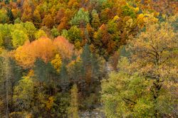 Autumn forest hues