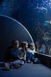 Three kids staring at fishes in an aquarium
