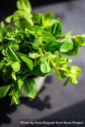 Top view of organic mint leaves in pot bxAR2n