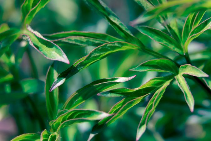 Green plant in garden in macro style.