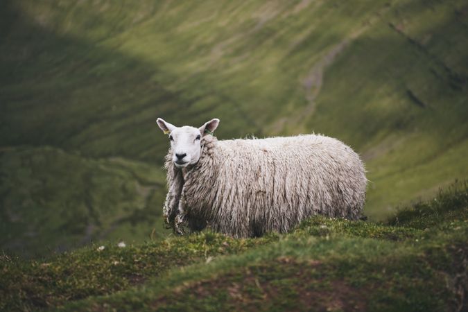 Shaggy sheep on a green hill