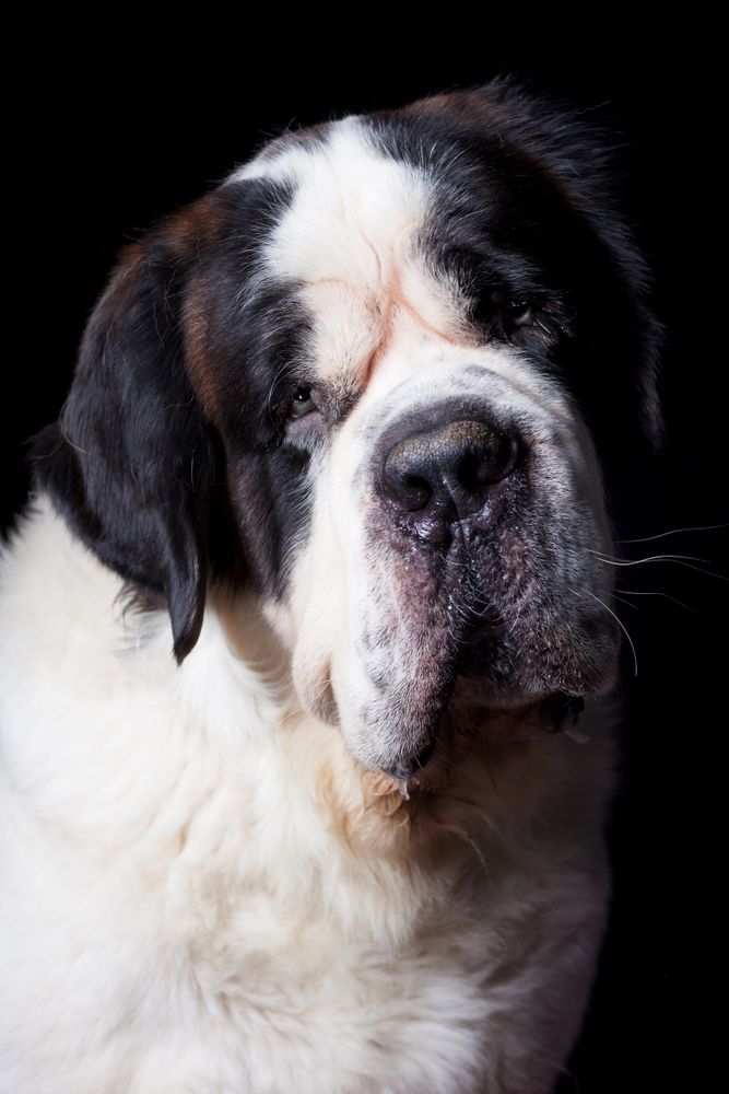 Amazing dog staring at camera
