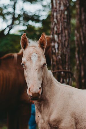 Horse on walk tied to tree and looking at camera