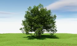 Big tree with blue sky background