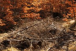 Beautiful golden forest in autumn