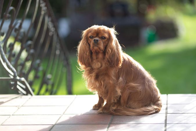 Cavalier spaniel sitting on the porch in the sunshine