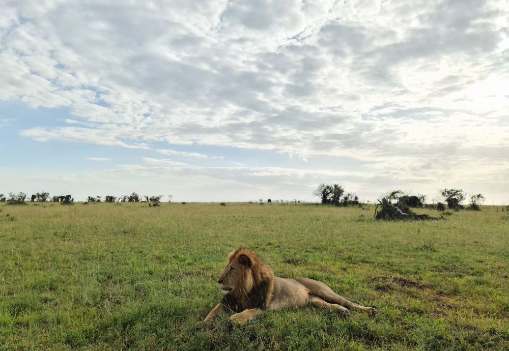 Impressive wild lions in the Savannah of Africa in the Masai Mara Park.