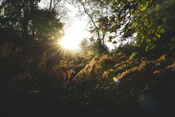 A lush forest bed at sunrise