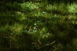 Grass and sunlight spots