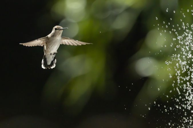 Hummingbird in Flight