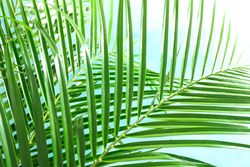Beautiful palm leaves on light background, closeup. Exotic plant