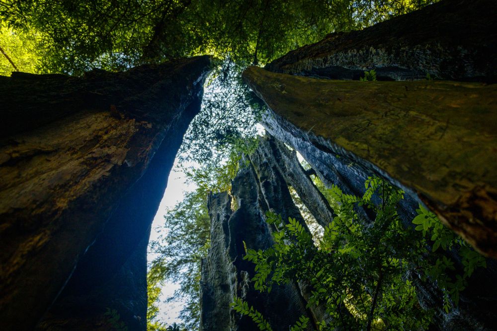Looking up at tall trees from their base