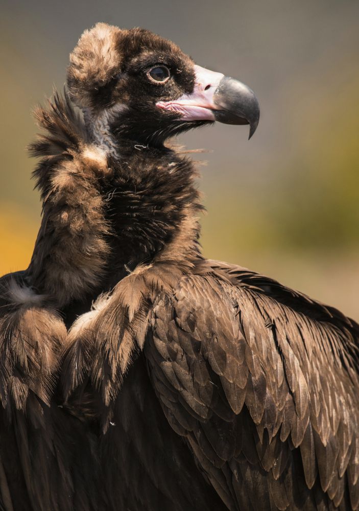 Big vulture on ground