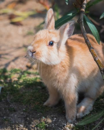 Portrait of brown bunny