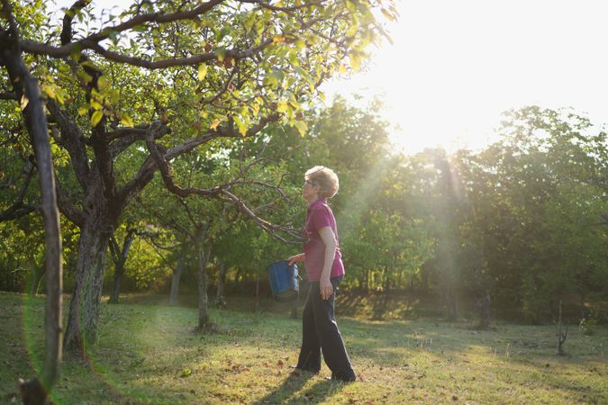 Mature Woman Picking UP Apples in Orchard.