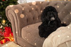 Concept of Merry Christmas, Christmas dog, space for text