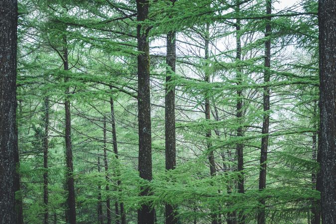 High trees in forest in overcast weather