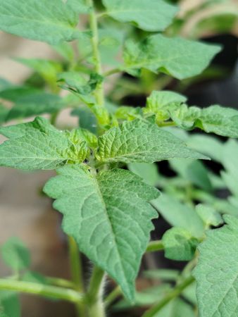 Young tomato plant with small green leaves growing fresh in tropical garden showing early stage of healthy growth