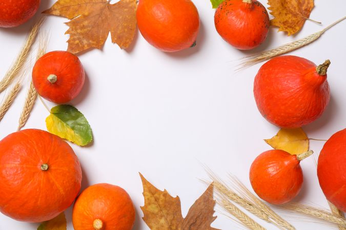 Pumpkins, spikelets and leaves on plain background, space for text