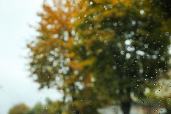 Drops on the glass, autumn trees with rain on the background