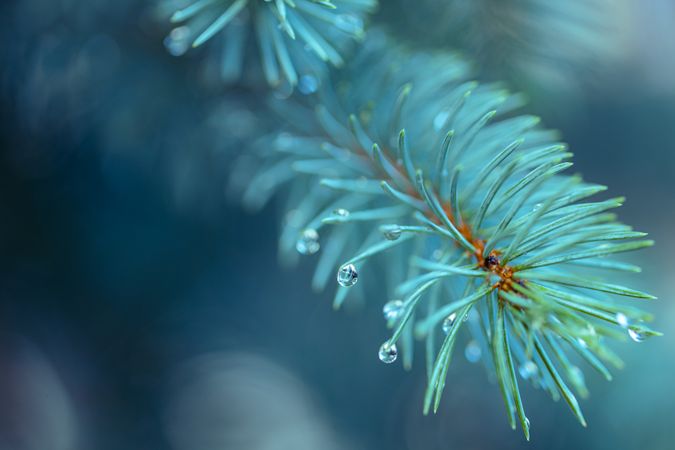 Close up of dew on pine, landscape