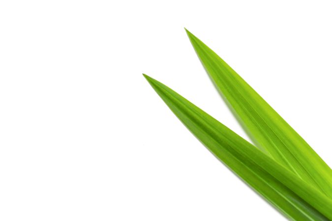 pandan