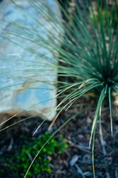 Ornamental grass
