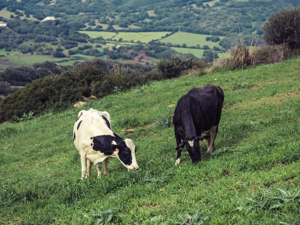 Cows grazing on grassy hill in Menorca