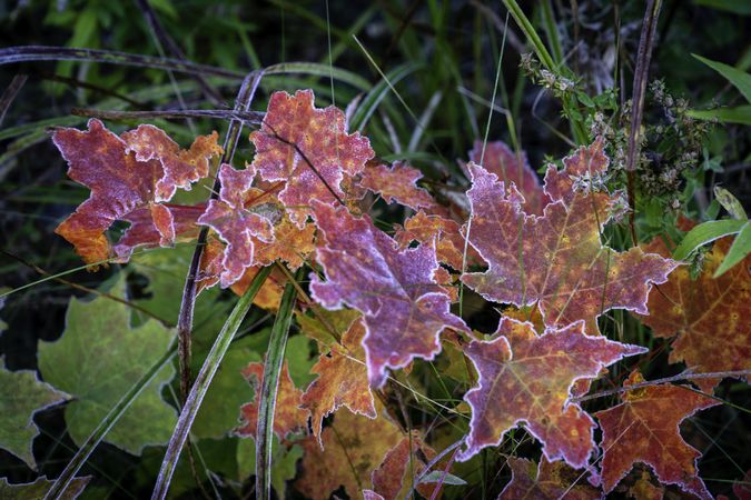 Frost on maple leaves near the Caribou Trail Trailhead in Lutsen, Minnesota