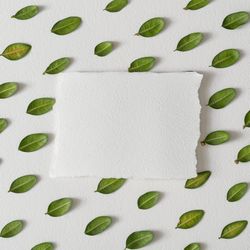 Rows of leaves on light background with paper card